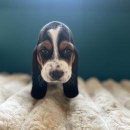 Rhaenyra - Black brown and white female Basset Hound puppy in Remington, Virginia from Lotus Rose Basset hounds