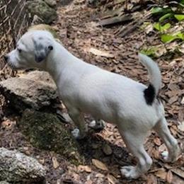 Boy 3 - Black and white male Jack Russell Terrier puppy in Melbourne, Florida from Rustling Oaks Jack Russell Terrier’s