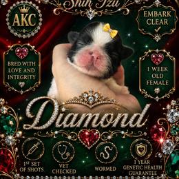 Diamond - Brindle and white female Shih Tzu puppy in Dallas, Texas from Almost Heaven Shih Tzu