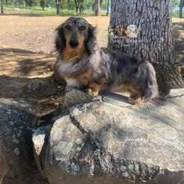 Bowser - Dachshund
