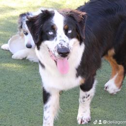 Pecas - Australian Shepherd