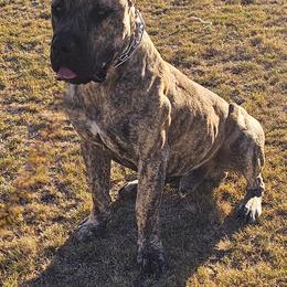Ash - Perro de Presa Canario
