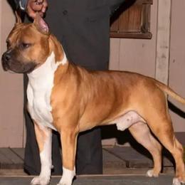 American Staffordshire Terrier puppies from baycitiesamstaffs