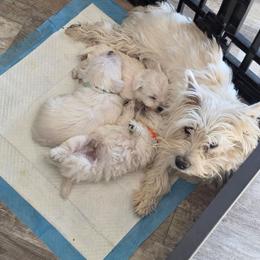 Evie - West Highland White Terrier
