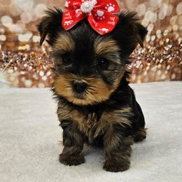 Portia - Blue and gold female Yorkshire Terrier puppy in Monticello, Iowa from Ashley’s Puppies