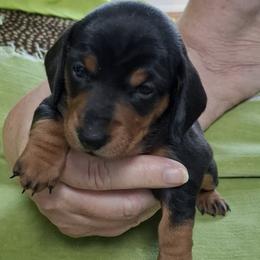 Girl 2 - Black and tan female Dachshund puppy in Salisbury, North Carolina from King's Dachshunds