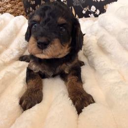 Rose - Black and white female Cavapoo puppy in Redding, California from O’Hara  Doodles