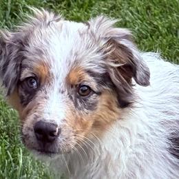 Miniature American Shepherds and Miniature Australian Shepherds from ShawnMarie Davis