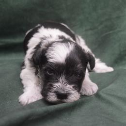 Terrance - Salt and pepper male Miniature Schnauzer puppy in Lebanon, Missouri from Sassy's Classy Canines