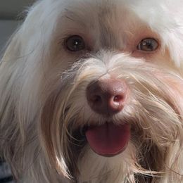 Havanese from LaBeouf Havanese’s