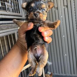 Male 1 - Blue and gold male Yorkshire Terrier puppy in Pomona, California from Carbajal Yorkshire Terriers