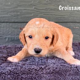 Croissant - Cream female Goldendoodle puppy in Lancaster, Minnesota from North Star Dog Training