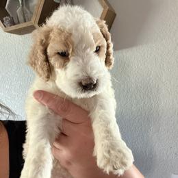 Goldendoodle Puppies from Fiala Goldendoodles