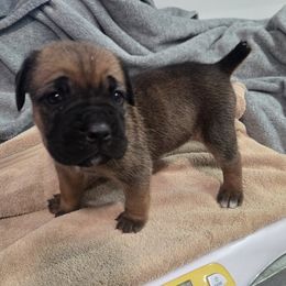 Girl 3 - female Cane Corso puppy in Beaver Crossing, Nebraska from Blue River Cane Corso