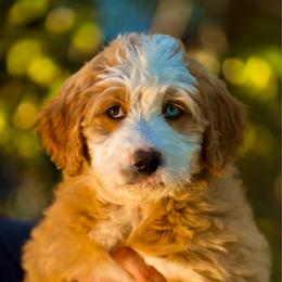 Liberty - female Australian Mountain Doodle puppy in Cortez, Colorado from Sassy Pants Pups