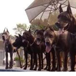 Great Danes from Lakeside Danes