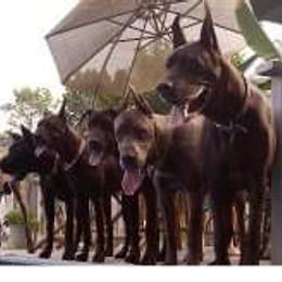 Great Danes from Lakeside Danes