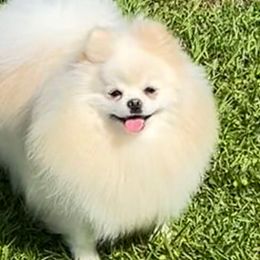 TOVA - Pomeranian