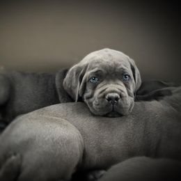 Cane Corso Puppies from Killing Joke Cane Corsos