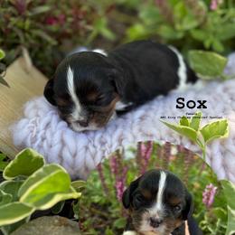 Bernedoodle, Cavalier King Charles Spaniel, Cavapoo, Goldendoodle, and Poodle Puppies from Gypsi Doodles & Poodles LLC.