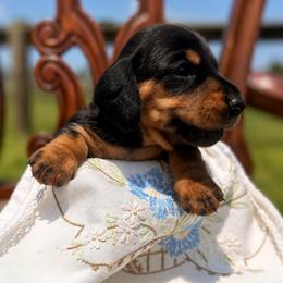 Rhiannon - Black and tan female Dachshund puppy in Stilwell, Oklahoma from MB’s Dachshunds