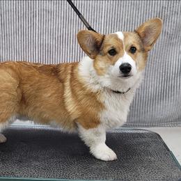 Pembroke Welsh Corgi Puppies from Top-Notch Paws