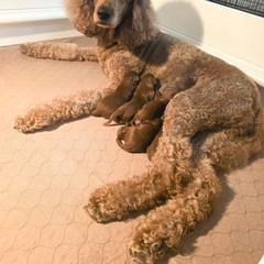Boy 1 - Red male Irish Doodle puppy in Mesa, Arizona from Desert Doodles