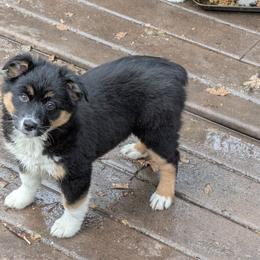 Darjeeling - Black tri-color female Australian Shepherd puppy in California from Skiba Aussies