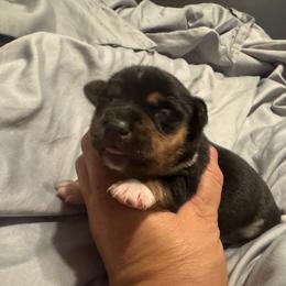 Astro - Black and white male Teddy Roosevelt Terrier puppy in Cumming, Georgia from Barnett’s Rambling Terriers