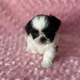 Flora - Black and white female Shih Tzu puppy in Shawnee, Oklahoma from Black Velvet Shih Tzu