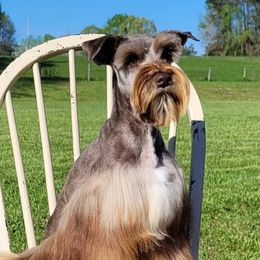 Bella - Miniature Schnauzer