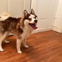 Galaxy - Chocolate Pomsky puppy in Louisville, Kentucky from Stonehill Breeders