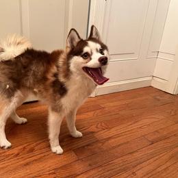 Galaxy - Chocolate Pomsky puppy in Louisville, Kentucky from Stonehill Breeders