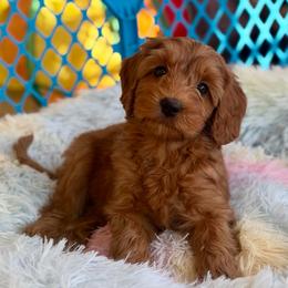 Rosita - Red female Australian Labradoodle puppy in Londonderry, New Hampshire from Granite State Labradoodles