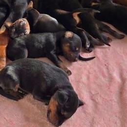 AKC Registered Full European Doberman Pinschers - Black and rust male Doberman Pinscher puppy in Fort Lauderdale, Florida from Lakewood European Dobermann Kennel