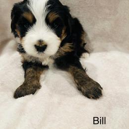 Bill - Tri-color male Bernedoodle puppy in Sandy, Oregon from MC Doodles