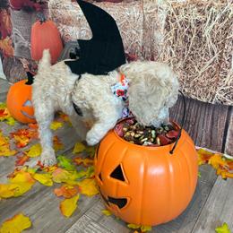 Gregory - Cream male Poodle puppy in Fountain, Florida from Silva Royale Standard Poodles