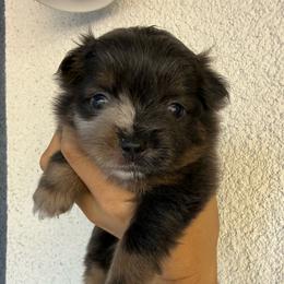 Pixie - Lavender female Pomeranian puppy in Costa Mesa, California from Wheresmil0