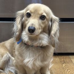 Dachshunds and Doberman Pinschers from Jensen Dobermans