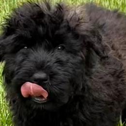 Bouvier des Flandres from Tanya Fontenot
