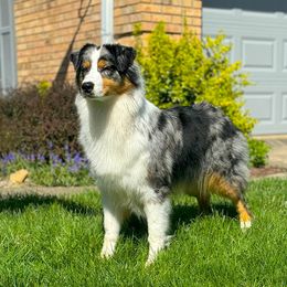 Lyra - Australian Shepherd