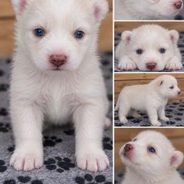 Boy 3 - White male Pomsky puppy in Wyoming from 307 Pomskys