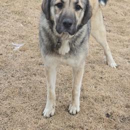 Capone - Anatolian Shepherd Dog