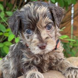 Cookie - Green Collar - Chocolate female Goldendoodle puppy in Kingwood, Texas from Kingwood Goldendoodles