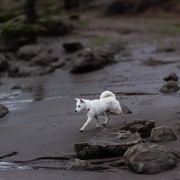 Kishu Ken puppies from Akiyama no Roushya