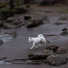 Kishu Ken puppies from Akiyama no Roushya