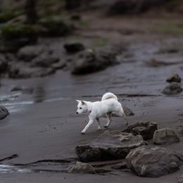 Kishu Ken puppies from Akiyama no Roushya