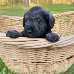 Moose - Black and silver male Miniature Schnauzer puppy in Akeley, Minnesota from Great Northern Schnauzers