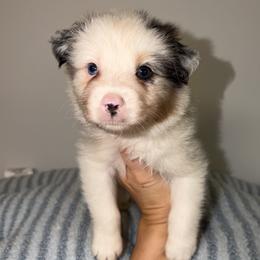 Tostadas - Blue merle male Australian Shepherd puppy in Anniston, Alabama from All Hale Aussies