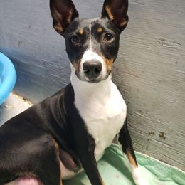 Emily - Black white and tan female Rat Terrier puppy in Conroe, Texas from Mysthaven Rat Terriers
